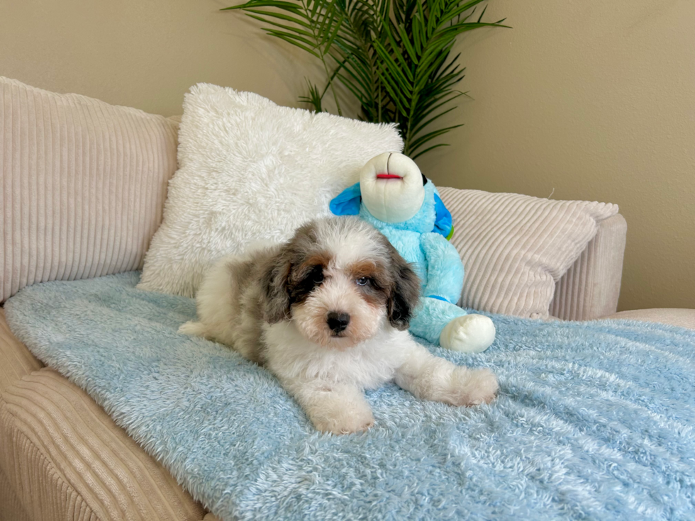 Havapoo Puppy for Adoption
