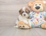 8 week old Havapoo Puppy For Sale - Lone Star Pups