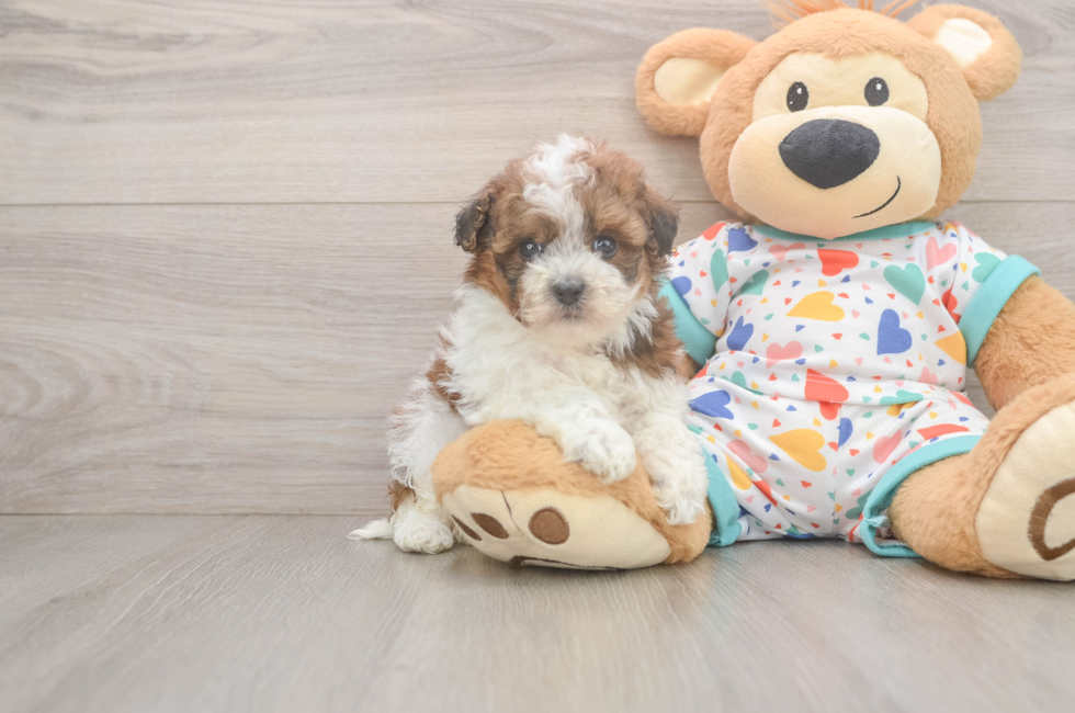 5 week old Havapoo Puppy For Sale - Lone Star Pups