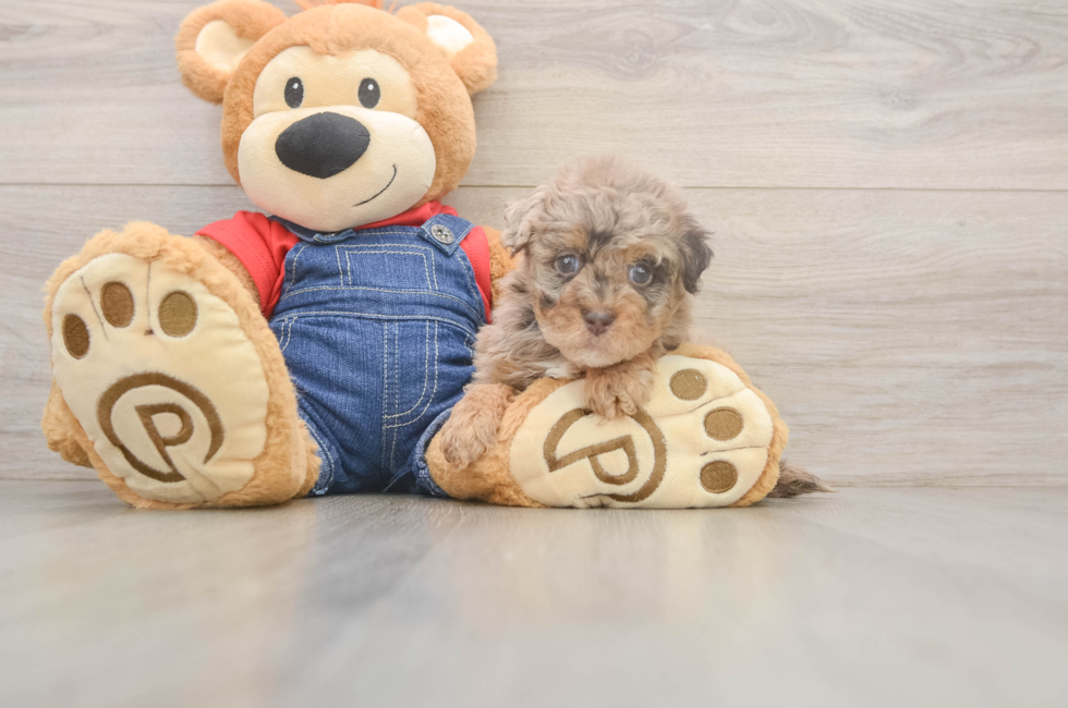 6 week old Havapoo Puppy For Sale - Lone Star Pups