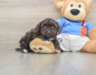 8 week old Havapoo Puppy For Sale - Lone Star Pups