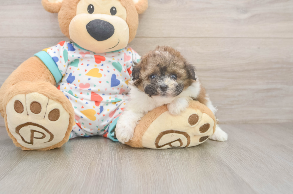 5 week old Havapoo Puppy For Sale - Lone Star Pups