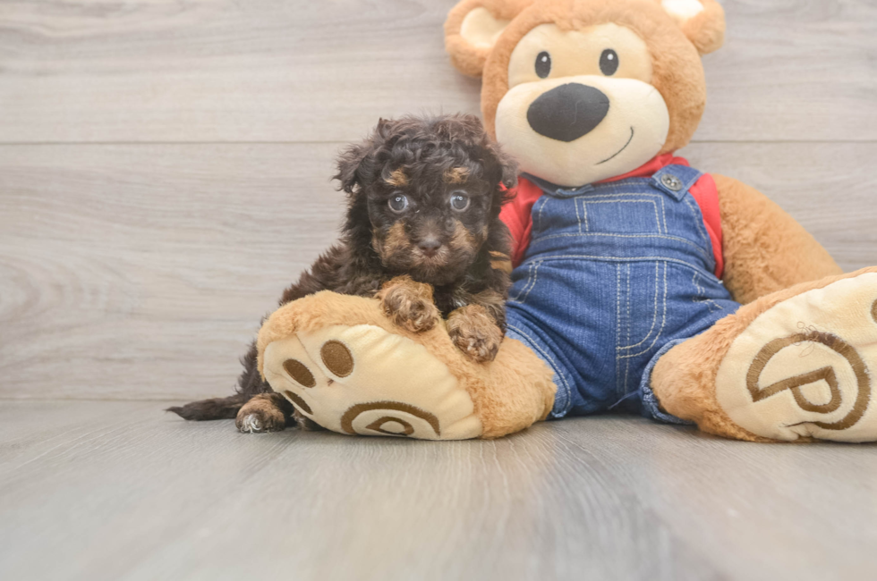 6 week old Havapoo Puppy For Sale - Lone Star Pups