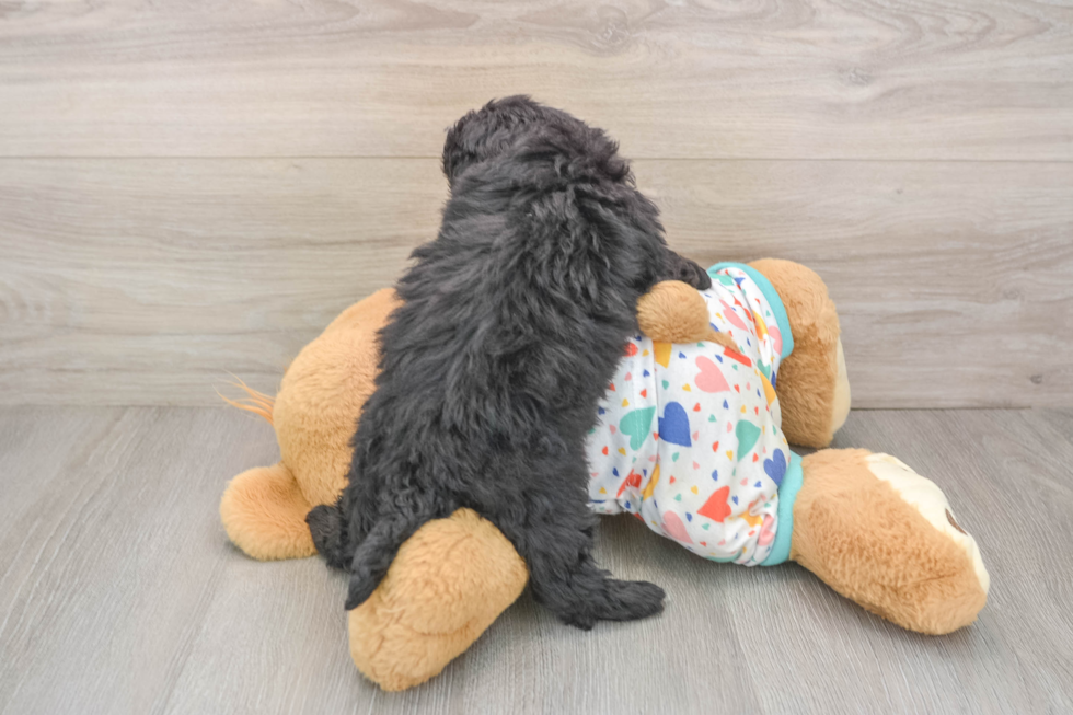 Little Havadoodle Poodle Mix Puppy