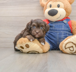 5 week old Havapoo Puppy For Sale - Lone Star Pups