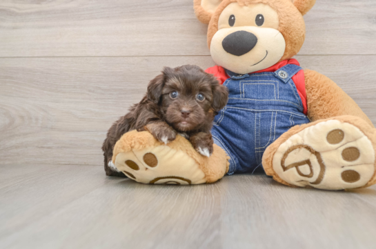 Hypoallergenic Havadoodle Poodle Mix Puppy