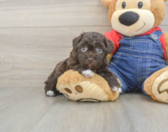 8 week old Havapoo Puppy For Sale - Lone Star Pups