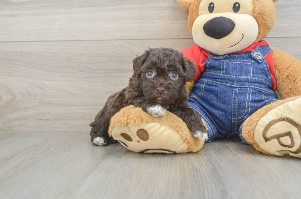 5 week old Havapoo Puppy For Sale - Lone Star Pups