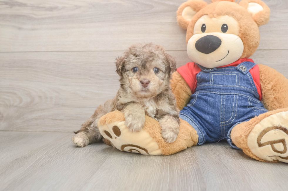 6 week old Havapoo Puppy For Sale - Lone Star Pups