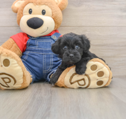 6 week old Havapoo Puppy For Sale - Lone Star Pups