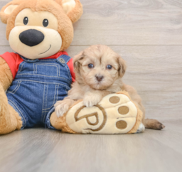 8 week old Havapoo Puppy For Sale - Lone Star Pups