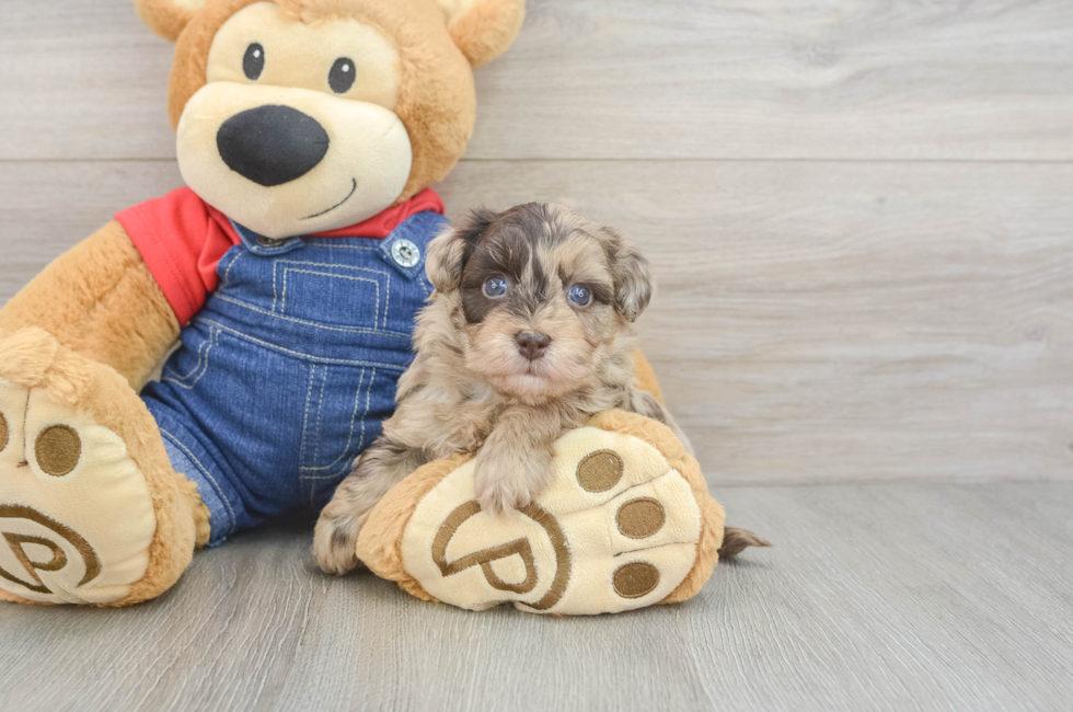 5 week old Havapoo Puppy For Sale - Lone Star Pups