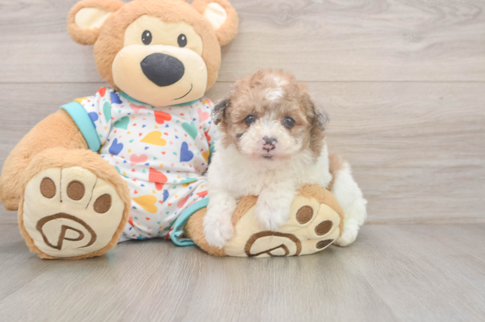 5 week old Havapoo Puppy For Sale - Lone Star Pups