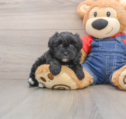 6 week old Havapoo Puppy For Sale - Lone Star Pups