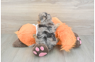 Havapoo Pup Being Cute
