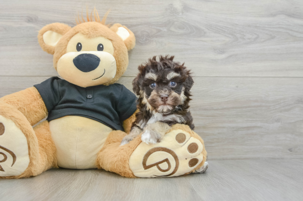 6 week old Havapoo Puppy For Sale - Lone Star Pups