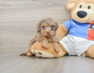 8 week old Havapoo Puppy For Sale - Lone Star Pups