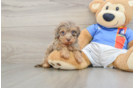 Hypoallergenic Havadoodle Poodle Mix Puppy