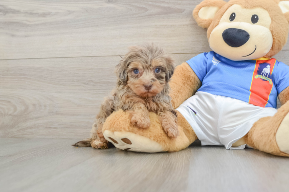 5 week old Havapoo Puppy For Sale - Lone Star Pups