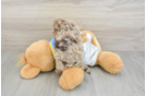 Adorable Havadoodle Poodle Mix Puppy