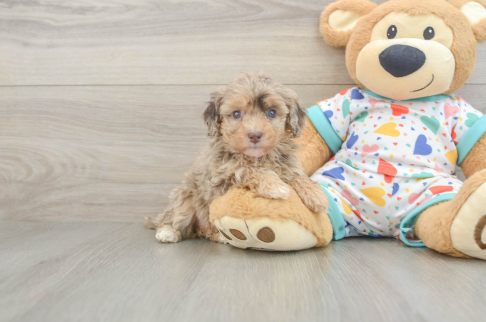 6 week old Havapoo Puppy For Sale - Lone Star Pups