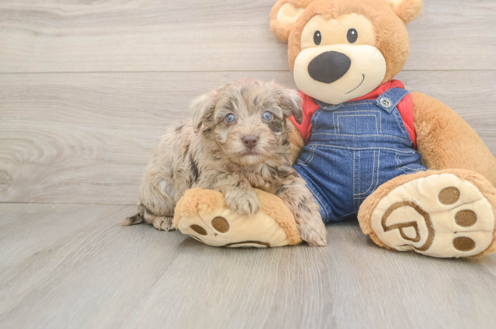 6 week old Havapoo Puppy For Sale - Lone Star Pups