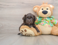 5 week old Havapoo Puppy For Sale - Lone Star Pups