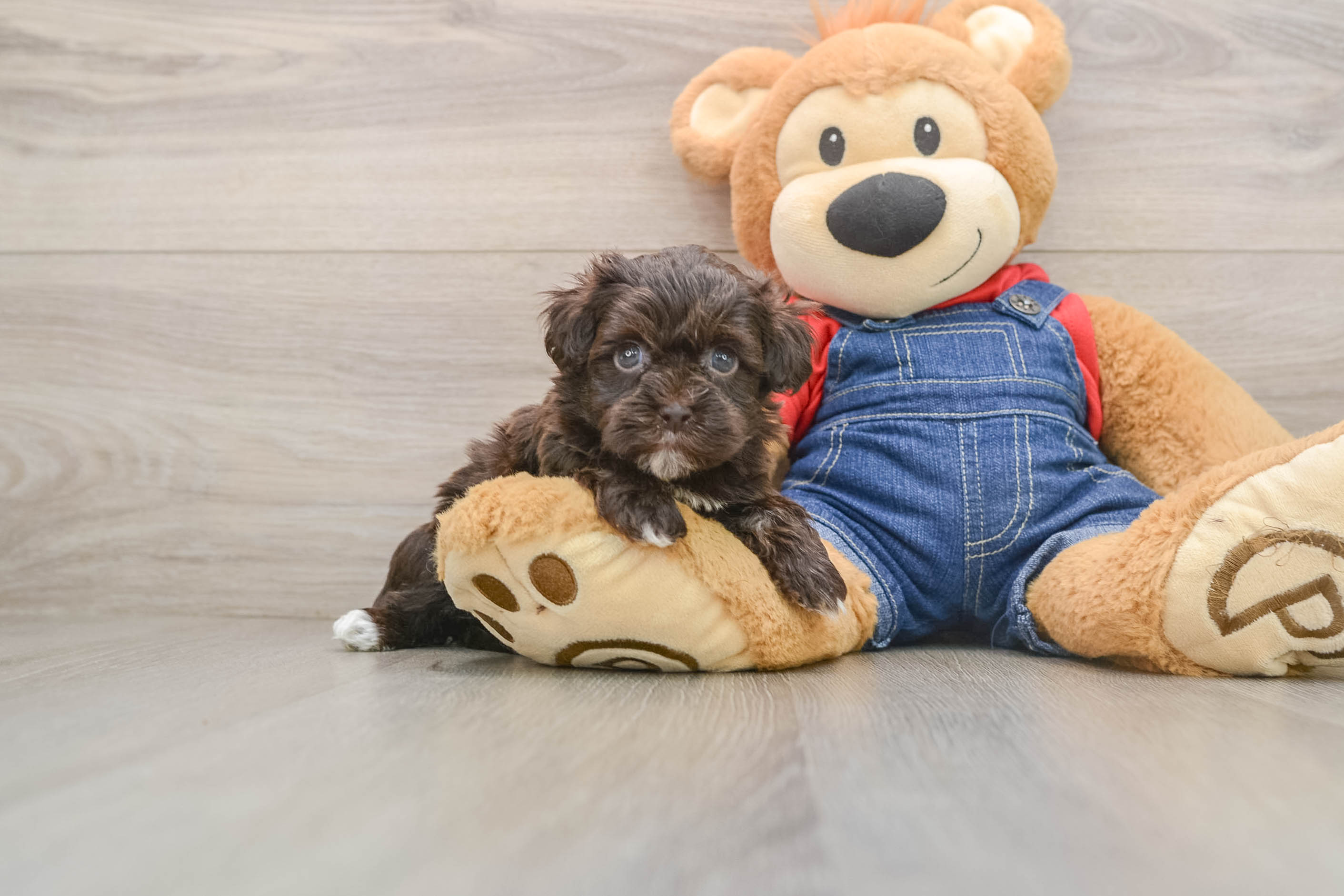 Havapoo Pup Being Cute