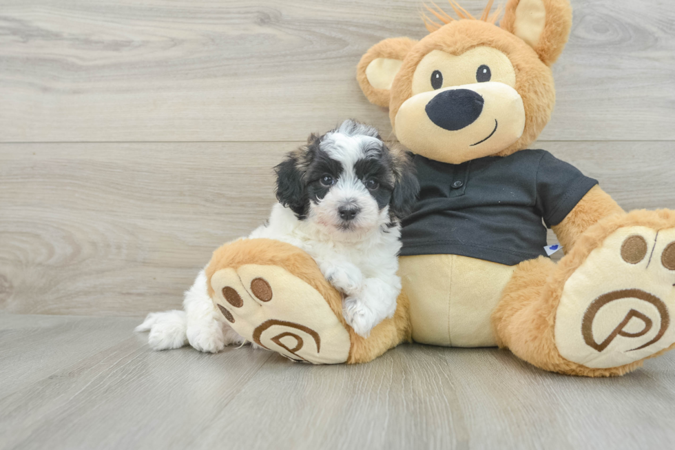 Little Havadoodle Poodle Mix Puppy