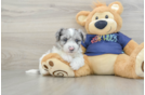 Playful Havadoodle Poodle Mix Puppy