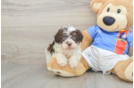 Havapoo Puppy for Adoption