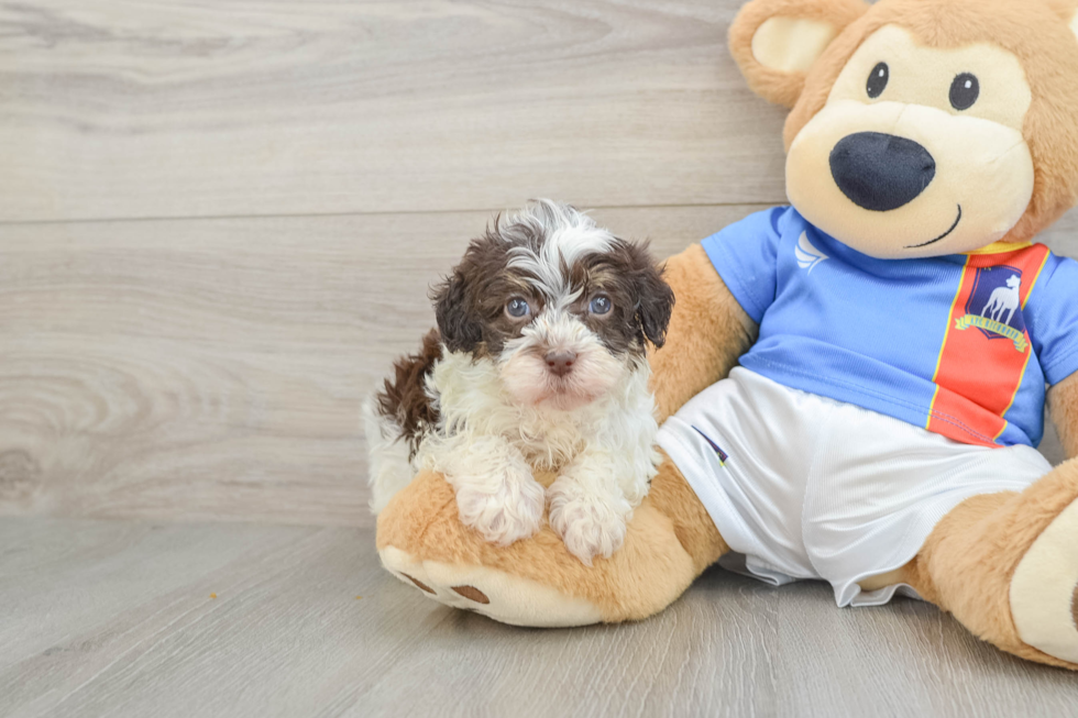 Havapoo Puppy for Adoption