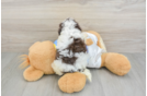 Funny Havapoo Poodle Mix Pup