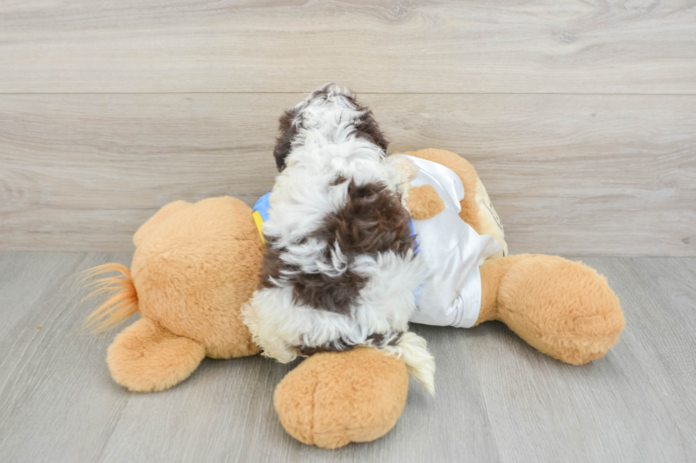 Funny Havapoo Poodle Mix Pup
