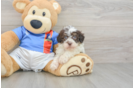 Popular Havapoo Poodle Mix Pup