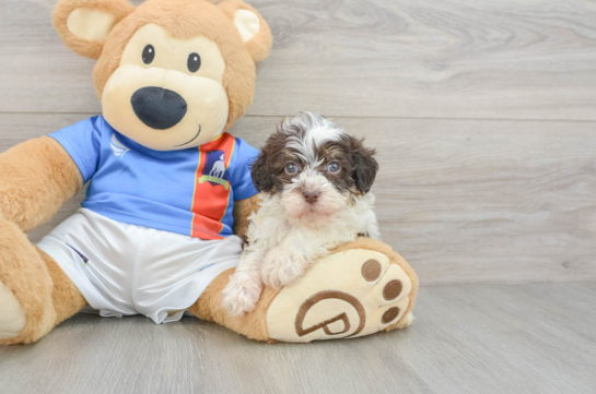 Popular Havapoo Poodle Mix Pup
