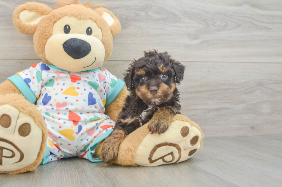 6 week old Havapoo Puppy For Sale - Lone Star Pups