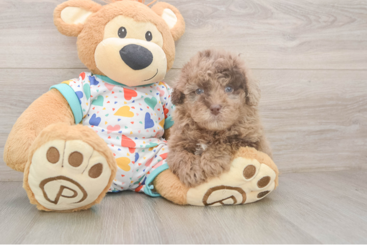 Fluffy Havapoo Poodle Mix Pup