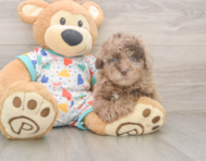 8 week old Havapoo Puppy For Sale - Lone Star Pups