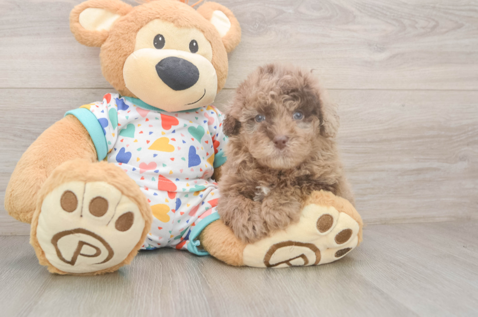 6 week old Havapoo Puppy For Sale - Lone Star Pups