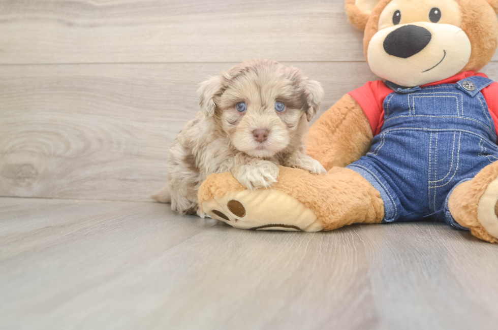 6 week old Havapoo Puppy For Sale - Lone Star Pups