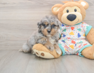 6 week old Havapoo Puppy For Sale - Lone Star Pups