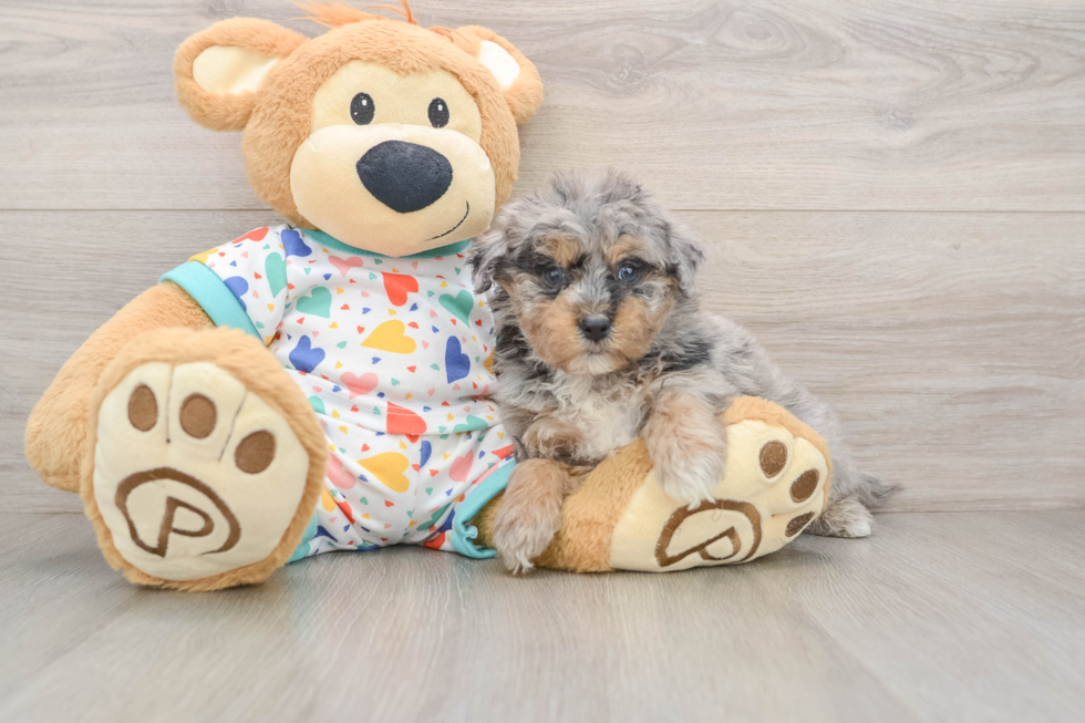 Little Havadoodle Poodle Mix Puppy