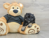8 week old Havapoo Puppy For Sale - Lone Star Pups