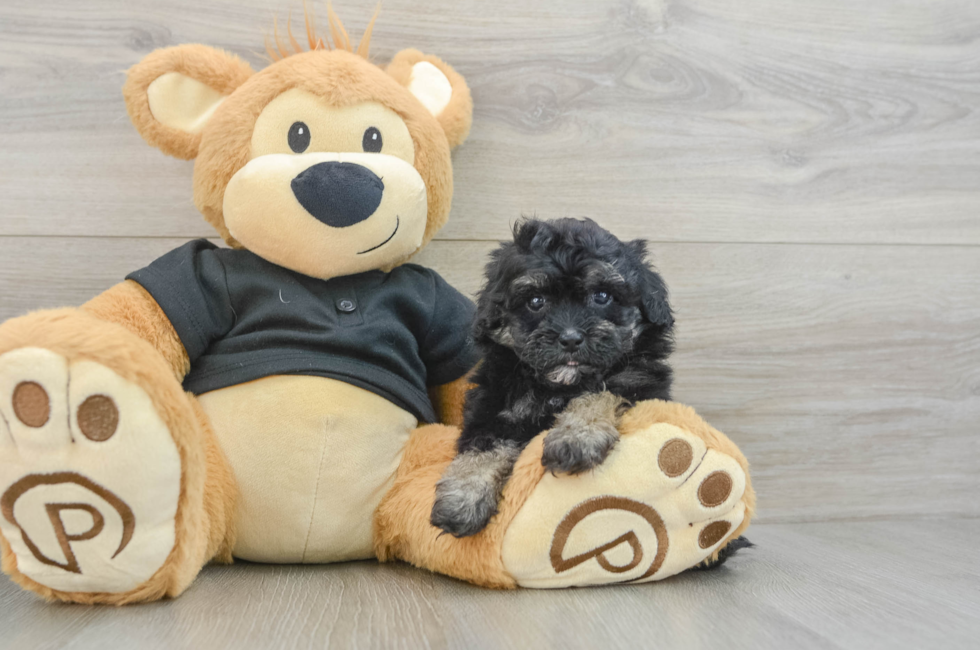 6 week old Havapoo Puppy For Sale - Lone Star Pups