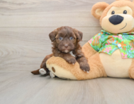 7 week old Havapoo Puppy For Sale - Lone Star Pups