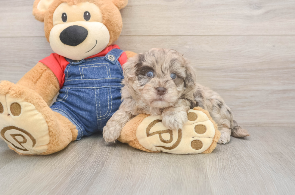 6 week old Havapoo Puppy For Sale - Lone Star Pups
