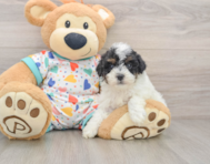 6 week old Havapoo Puppy For Sale - Lone Star Pups