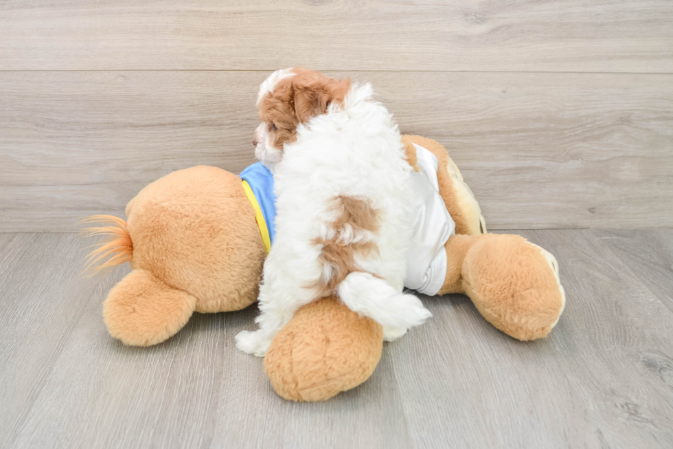 Havapoo Puppy for Adoption