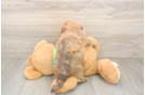 Havapoo Puppy for Adoption